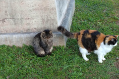 Cimitero Acattolico